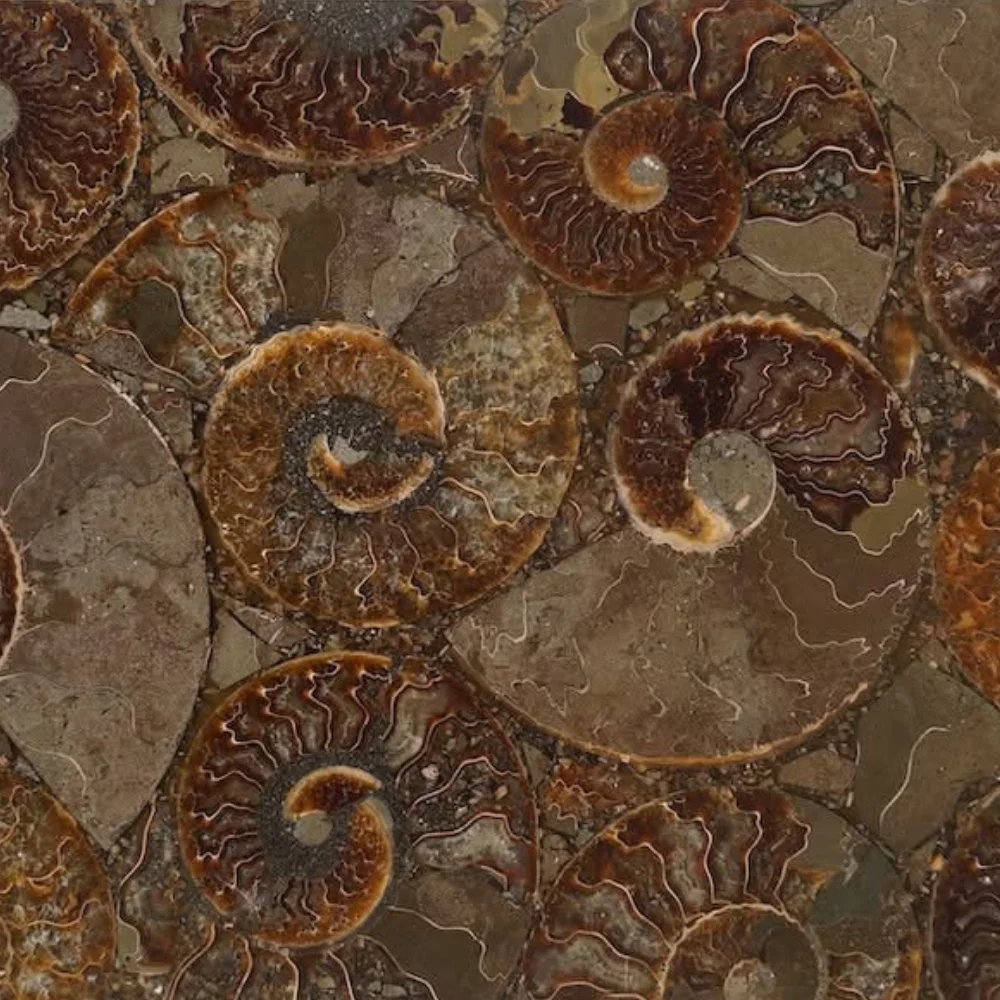 Ammonite Slab